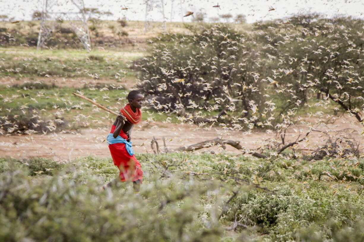 FILE - In this file photo taken Thursday, Jan. 16, 2020, a Samburu boy uses a wooden stick to try to swat a swarm of desert locusts filling the air, as he herds his camel near the village of Sissia, in Samburu county, Kenya. Climate change could push more than 200 million people to move within their own countries in the next three decades and create migration hotspots unless urgent action is taken in the coming years to reduce global emissions and bridge the development gap, a World Bank report has found. The report published on Monday, Sept. 13, 2021 examines how long-term impacts of climate change such as water scarcity, decreasing crop productivity and rising sea levels could lead to millions of what the report describes as "climate migrants" by 2050.