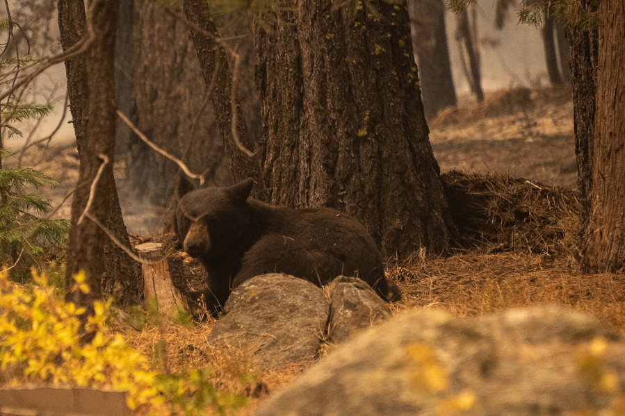 An injuried bear with burned paws sits under trees near a home in Meyers, California, during the Caldor fire at on Aug. 31, 2021.
