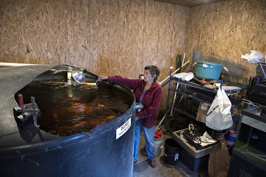 Debbie Boe, owner of Edible Acres Farm in Ridgefield, feeds koi swimming in the fish tank in a room near her greenhouse on Friday morning. Waste from the koi is circulated through planting beds to grow food in a process known as aquaponics.