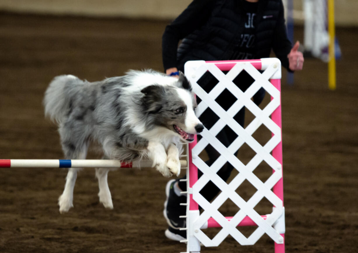A dog clears a hurdle on the jumping course at the Mount Hood Doberman Pinscher Club agility trials on Saturday, Oct. 9, 2021, at the Dr. Jack Giesy Equestrian Arena in Ridgefield.