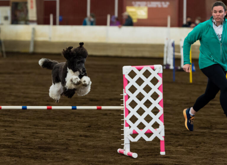 Zena, a 2-year-old poodle, jumps over a hurdle while trainer Abi Kitchens runs alongside at the Mt. Hood Doberman Pinscher Club agility trials on Saturday, Oct. 9, 2021, at the Dr. Jack Giesy Equestrian Arena in Ridgefield.