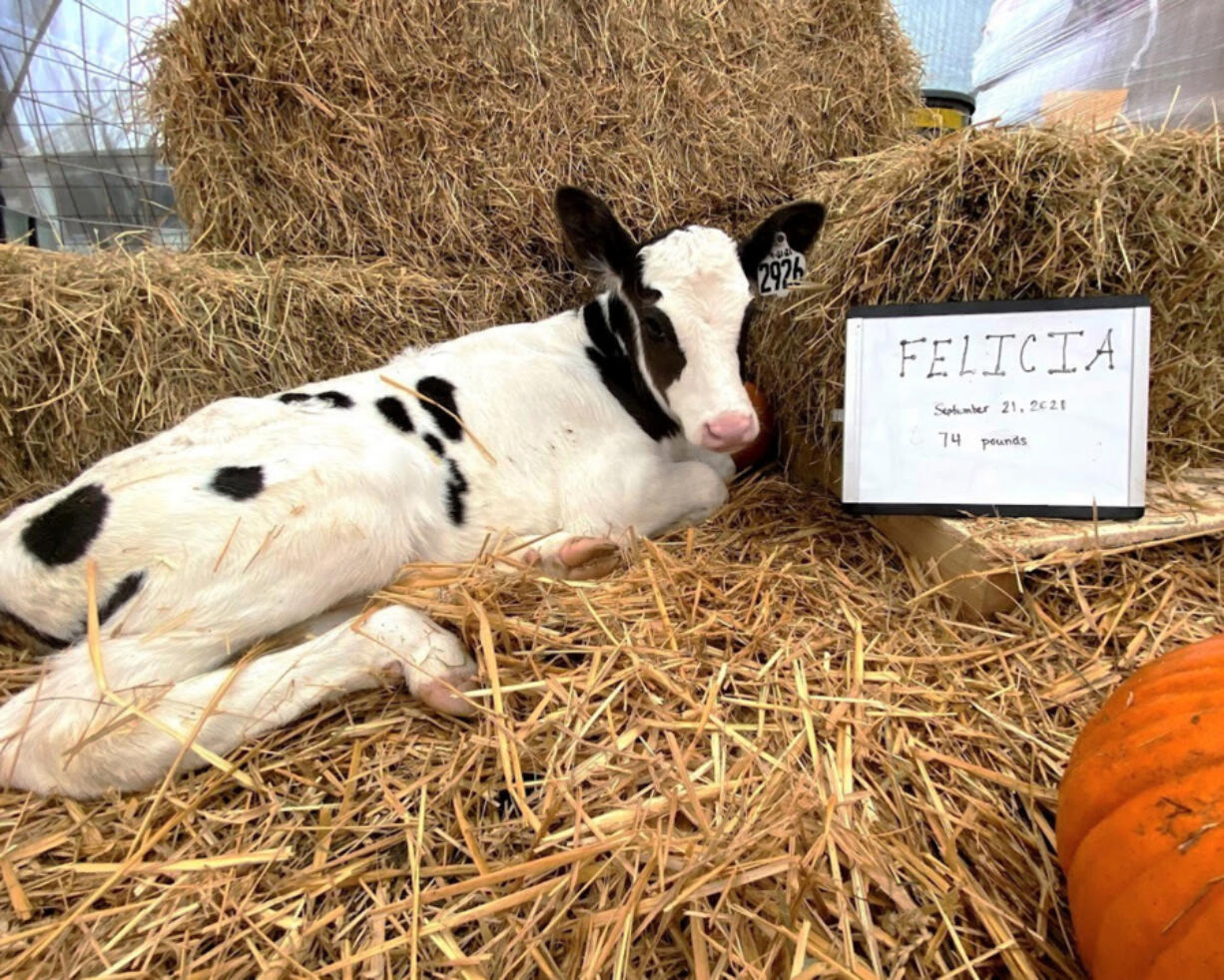 Felicia the calf was born Sept. 21 at Groeneveld Family Farm in Monroe, Ore., and recently adopted by Gause Elementary School first-graders as part of the Discover Dairy Adopt a Calf program.