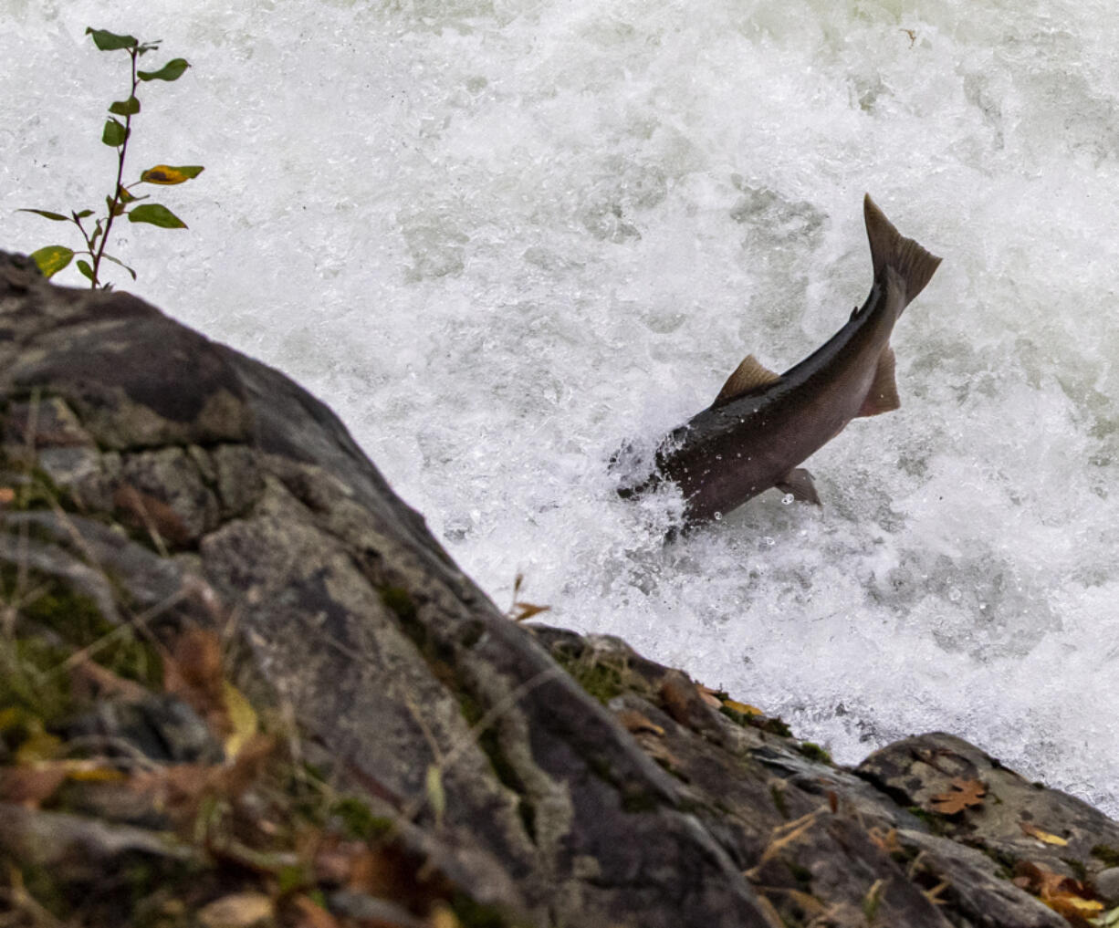 A fish dives headfirst into Lucia Falls on Thursday. After a summer of drought, the water has risen, providing habitat for native fish.