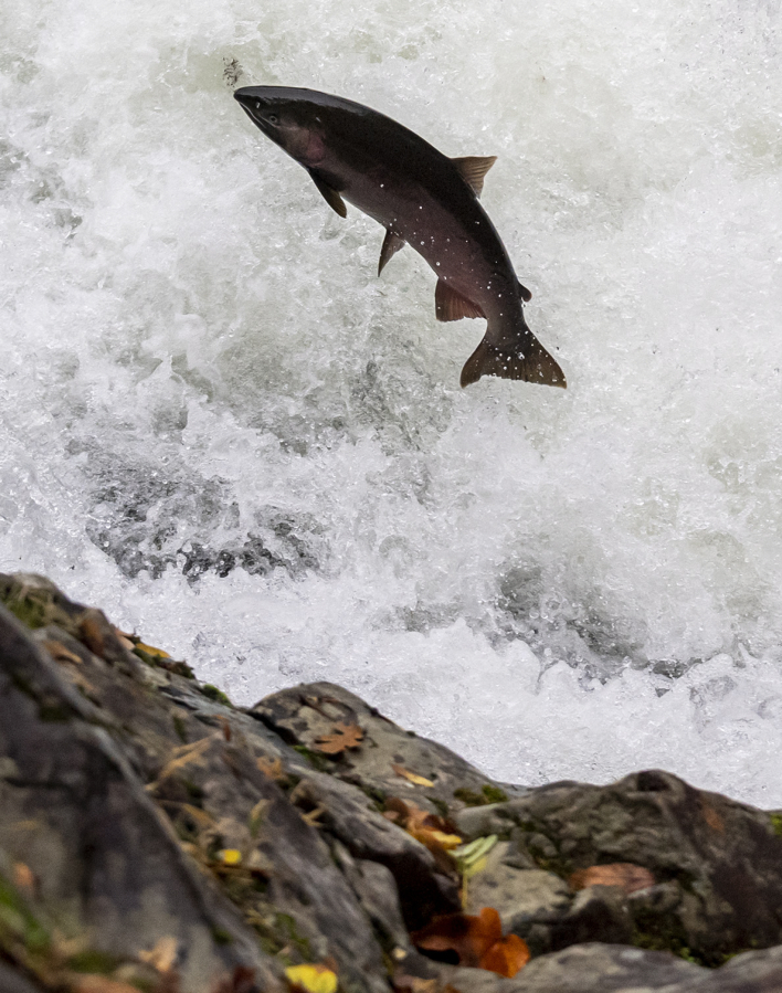 A fish, possibly a summer steelhead or coho salmon, attempts to leap Lucia Falls.