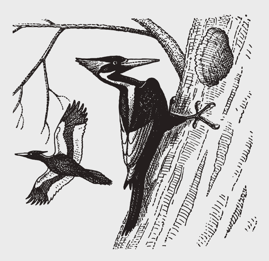 An extinct ivory-billed woodpecker excavating a hole in a tree trunk in an illustration patterned after an engraving from the early 20th century.