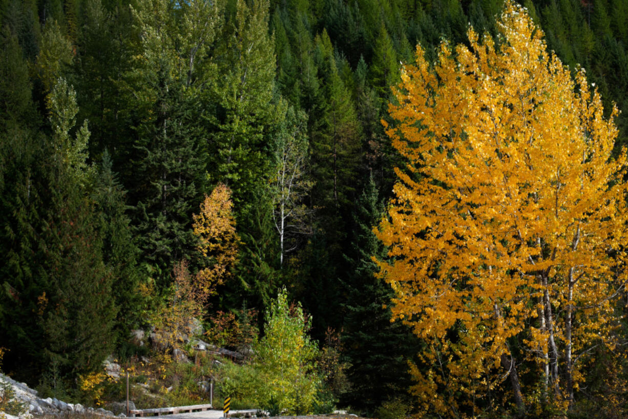 Fall colors decorate Pack River Road in northern Idaho on Oct. 5.