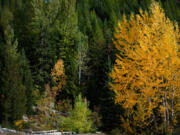 Fall colors decorate Pack River Road in northern Idaho on Oct. 5.