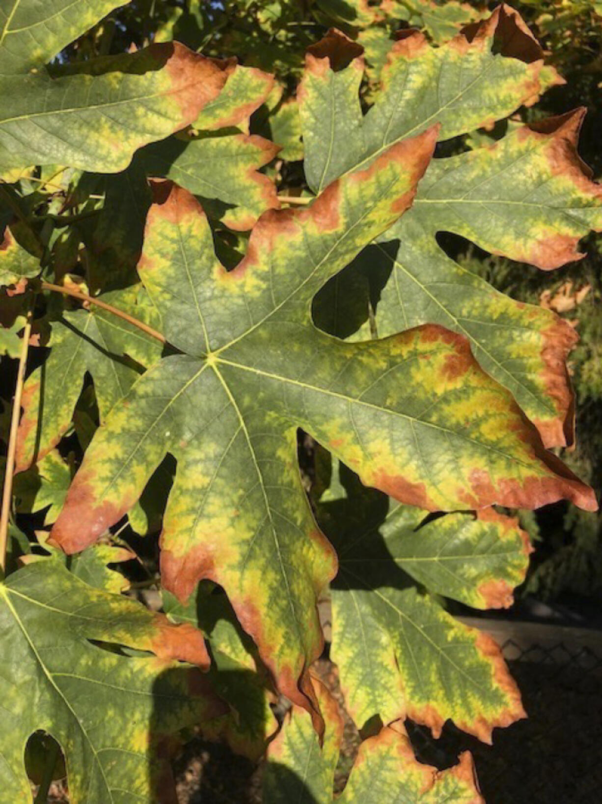The leaves of this bigleaf maple at Point Defiance Park in Tacoma on Sept. 5 show leaf scorch, a sign of the die-back affecting the species throughout the Pacific Northwest.