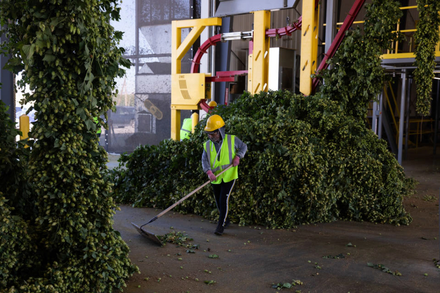 Romina Atzin sweeps up harvested hops at Perrault Farms in Toppenish in Yakima County on Sept. 16. Washington has 71 percent of the more than 60,000 acres of hops planted in the U.S. as of June. Nearly all of that acreage is in the Yakima Valley. (Matt M.