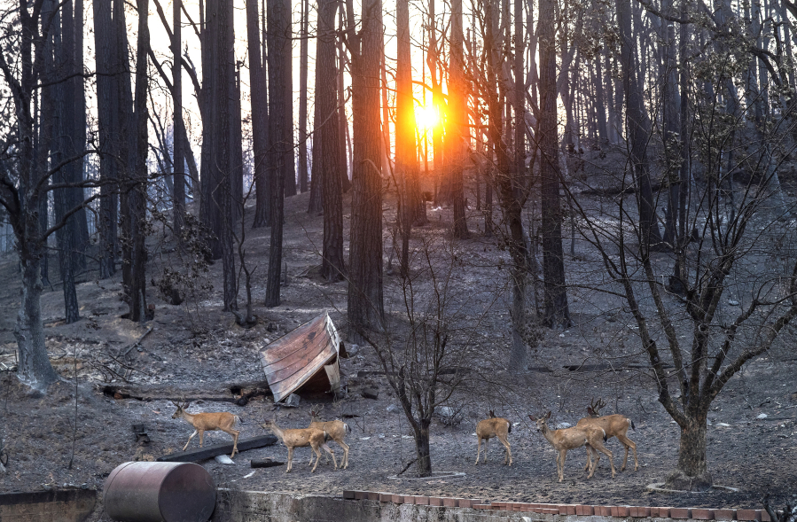 Deer walk through a burn scar from the Dixie fire in the Greenville area of California. Officials are concerned about debris flows from heavy rainfall in northern California Thursday evening, Oct.