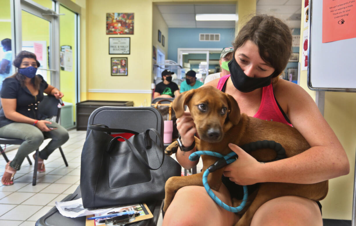 Sarah Logar, 23, Tampa, Fla., spends time July 15, 2020, with her new dog after she adopted the animal from the Humane Society of Tampa Bay, Tampa, Fla. Adoptions are up during the coronavirus pandemic. A year later, he's family.