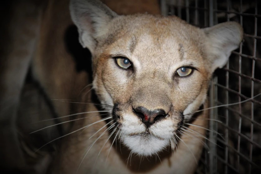 P-99, a female mountain lion estimated at 2 to 3 years, old found in the western portion of the Santa Monica Mountains in California.