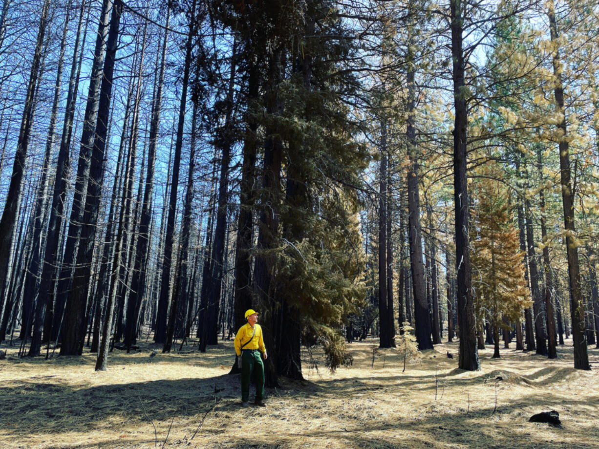 Eric Knapp, a U.S. Forest Service research ecologist, stands in Sept. 22, 2021, between an area of timber burned by the Antelope Fire in Siskiyou County and a test plot that had been thinned more than 20 years ago and had since been treated by two intentionally set fires to clear undergrowth. Knapp said the trees in the test plot largely survived the fire, while much of the surrounding forest died.