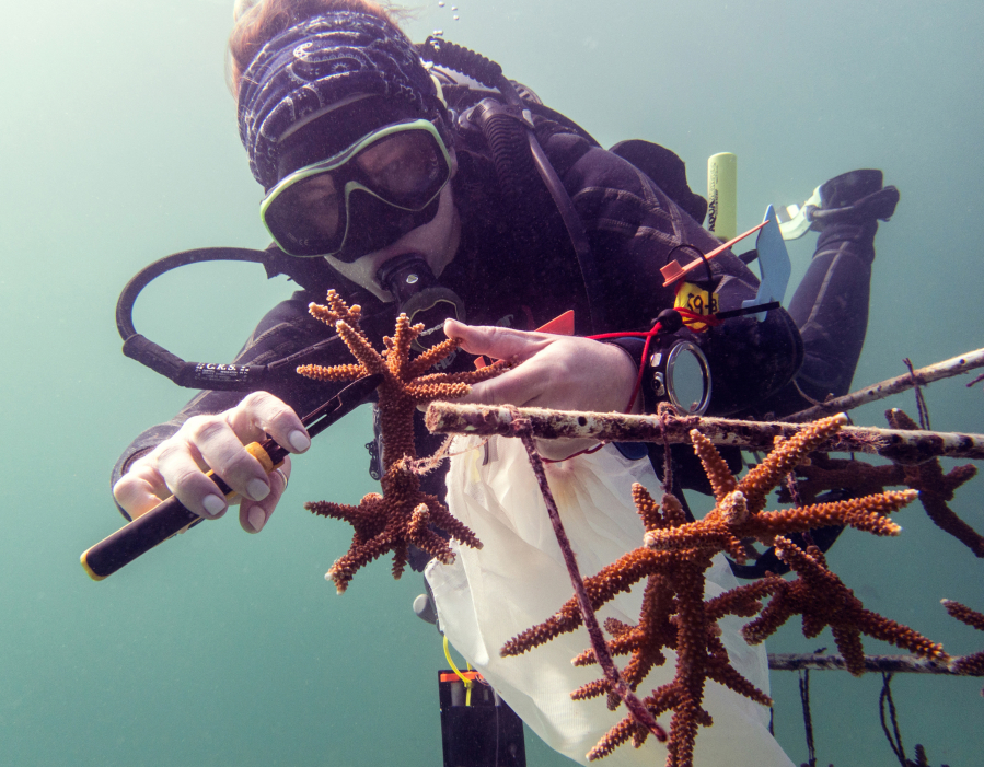 Scientists collected coral fragments from nurseries along the Florida coast and placed them in tanks to measure how much heat they could take.