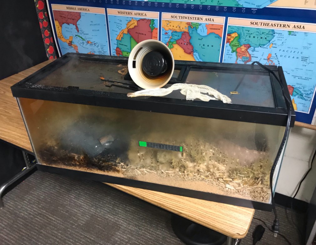 Quick-acting school staff and firefighters prevented a terrarium fire from spreading inside a classroom at North Fork Elementary School in Woodland on Friday morning, saving the resident snake.