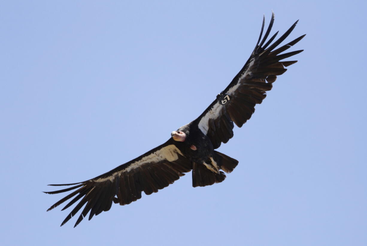 A California condor takes flight in the Ventana Wilderness east of Big Sur, Calif. Endangered California condors can have "'virgin births," according to a study released Thursday.