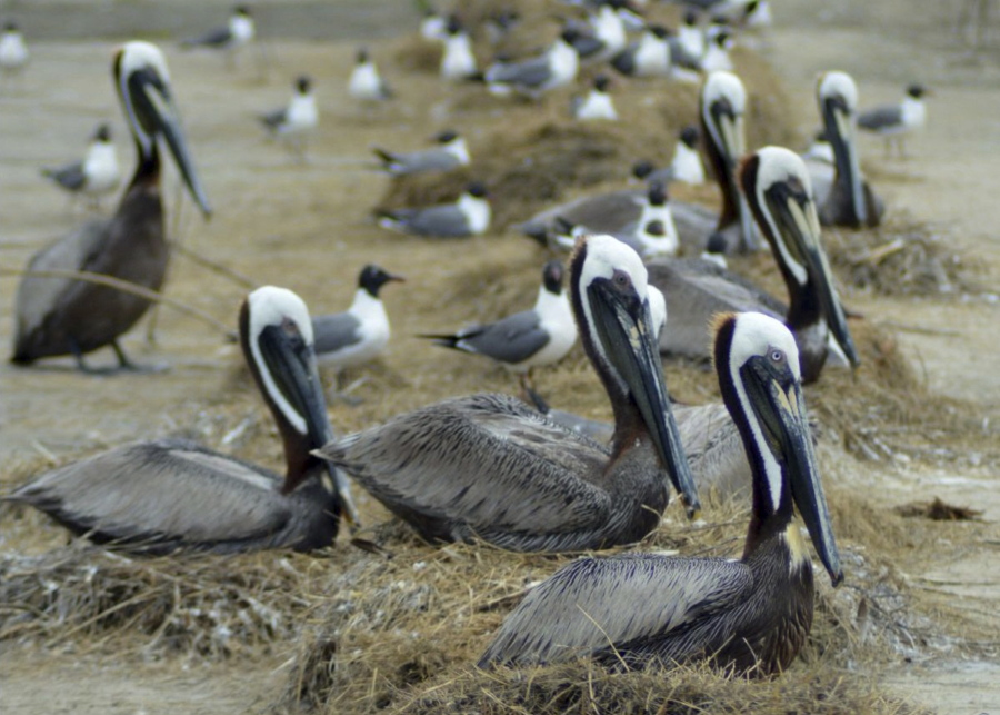 Brown pelicans nest among laughing gulls on Rabbit Island in southwest Louisiana.