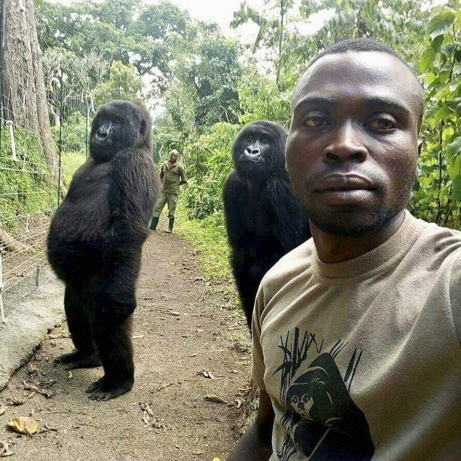 Mathieu Shamavu, a ranger and caretaker at the Senkwekwe Center for Orphaned Mountain Gorillas, took this selfie with gorillas Ndakasi, left, and Ndeze at the center in eastern Congo in 2019.