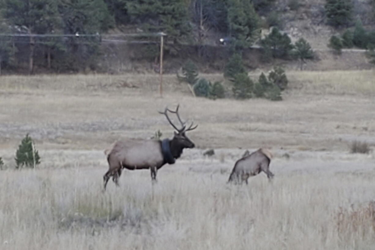 An elusive elk that had been wandering the hills with a car tire around its neck for at least two years has finally been freed of the tire, Colorado wildlife officials say.