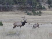 An elusive elk that had been wandering the hills with a car tire around its neck for at least two years has finally been freed of the tire, Colorado wildlife officials say.