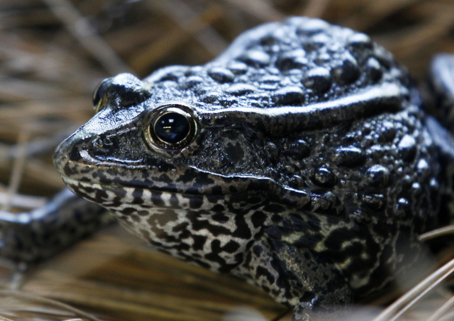 FILE - This Sept. 27, 2011, file photo, shows a gopher frog at the Audubon Zoo in New Orleans. The Biden administration is canceling two environmental rollbacks under former President Donald Trump that limited habitat protections for imperiled plants and wildlife. The dusky gopher frog survives in just a few ponds in Mississippi.