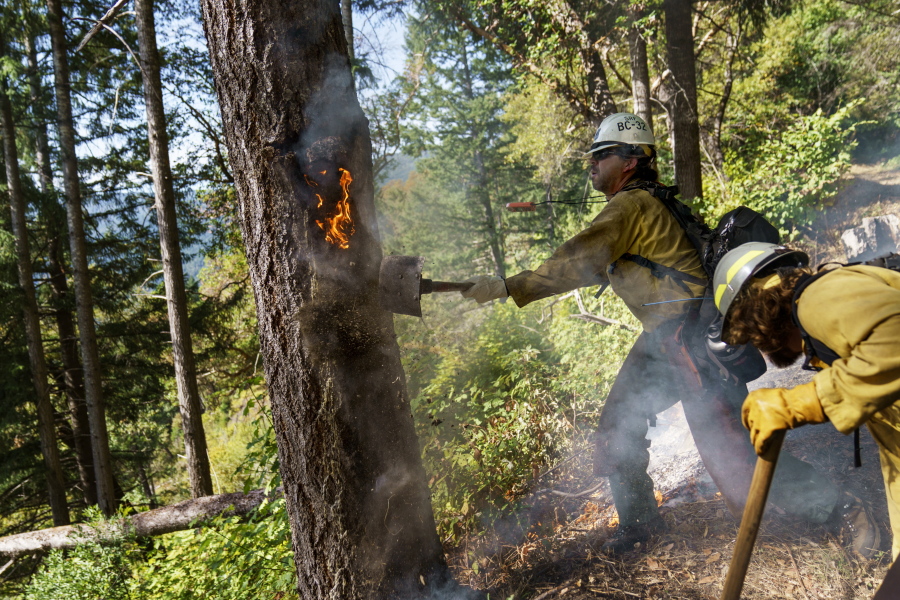 Robert McConnell Jr, a prescribed fire specialist with Six Rivers National Forest and a member of the Yurok tribe, shovels dirt to put out a fire that climbed the bark of a tree during a cultural training burn on the Yurok reservation in Weitchpec, Calif., Thursday, Oct. 7, 2021. "I get to feel like I'm Indian again when I get to burn," he said. "It's encoded in my DNA.
