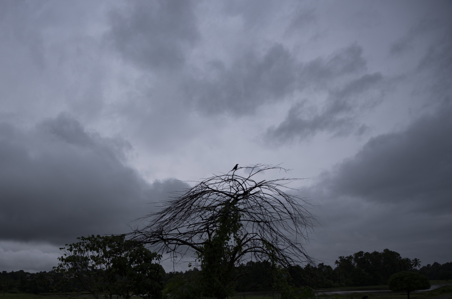 A bird perches on a tree as rain clouds cover the sky in Kochi, Kerala state, India, Saturday, Oct.16, 2021. Heavy rains lashed the state Saturday, triggering flash floods and landslides across districts.