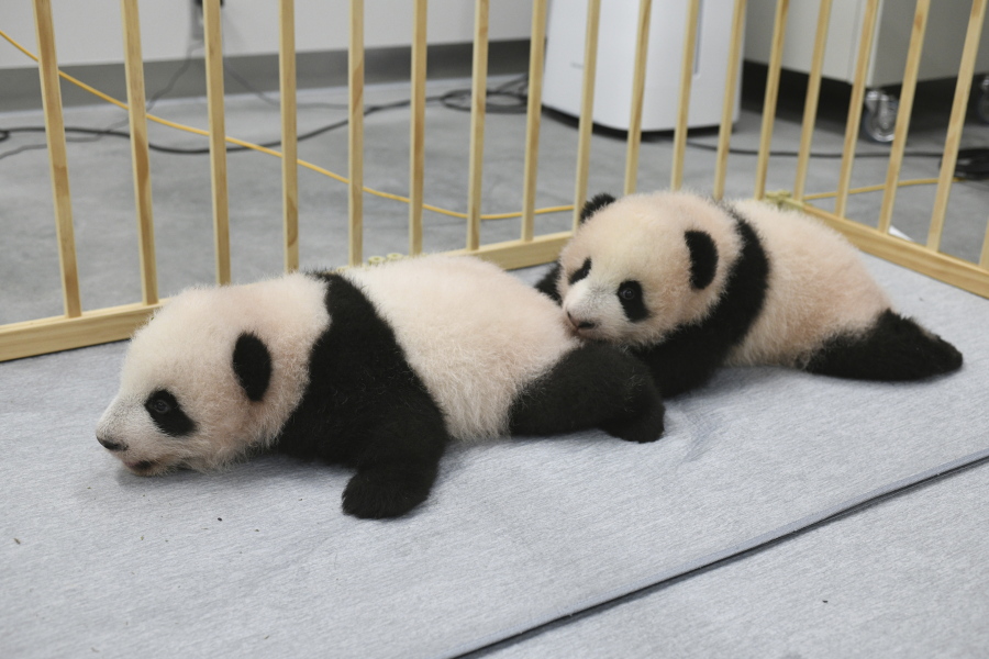 This photo released by Tokyo Zoological Park Society shows giant panda twins, male Xiao Xiao, left, and female Lei Lei, 103 days after they were born at Ueno Zoo in Tokyo Monday, Oct. 4, 2021. The twin cubs, which were palm-size pink creatures when born on June 23, got their names Friday, Oct. 8, 2021, chosen from hundreds of thousands of suggestions sent from fans around the country.