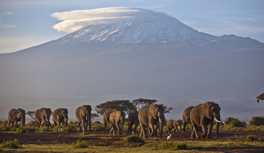 FILE - In this Monday, Dec. 17, 2012 file photo, a herd of adult and baby elephants walks in the dawn light as the highest mountain in Africa, Mount Kilimanjaro in Tanzania, sits topped with snow in the background, seen from Amboseli National Park in southern Kenya. Africa's rare glaciers will disappear in the next two decades because of climate change, a new report warned Tuesday, Oct. 19, 2021 amid sweeping forecasts of pain for the continent that contributes least to global warming but will suffer from it most.