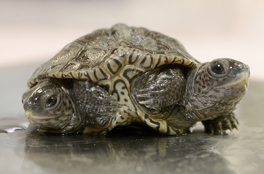 A two-headed diamondback terrapin is weighed at the Birdsey Cape Wildlife Center on Oct. 9 in Barnstable, Mass.