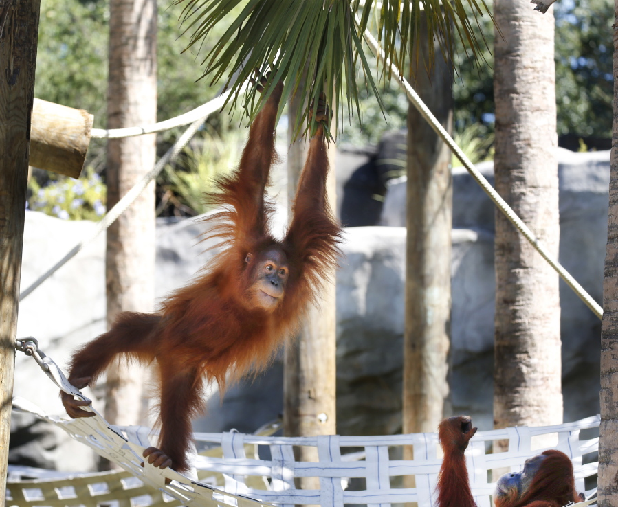 Menari, a critically endangered Sumatran orangutan, climbs in her enclosure Sept. 25, 2015, at the Audubon Zoo in New Orleans. Menari is pregnant with twins.