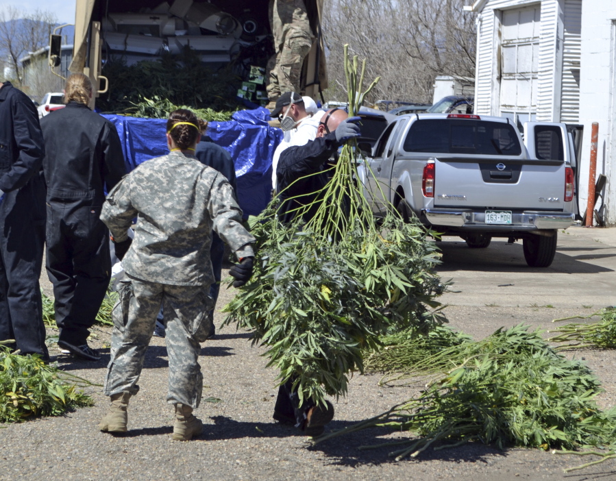 FILE -- In this April 14, 2016, file photo, investigators load marijuana plants onto a Colorado National Guard truck outside a suspected illegal grow operation in north Denver. A county in southern Oregon says it is so overwhelmed by an increase in the number and size of illegal marijuana farms that it declared a state of emergency Wednesday, Oct. 13, 2021, appealing to the governor and the Legislature's leaders for help. (AP Photo/P.