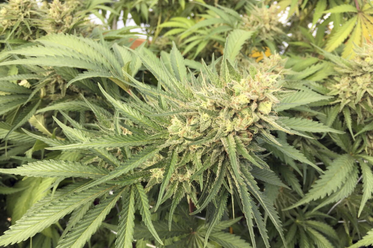 A marijuana bud is seen before harvest Sept. 30, 2016, at a rural area near Corvallis, Ore. On Wednesdaythe same day that Jackson County declared a state of emergency amid a sharp increase in illegal cannabis farms, police raided a site that had about two tons of processed marijuana and 17,500 pot plants.
