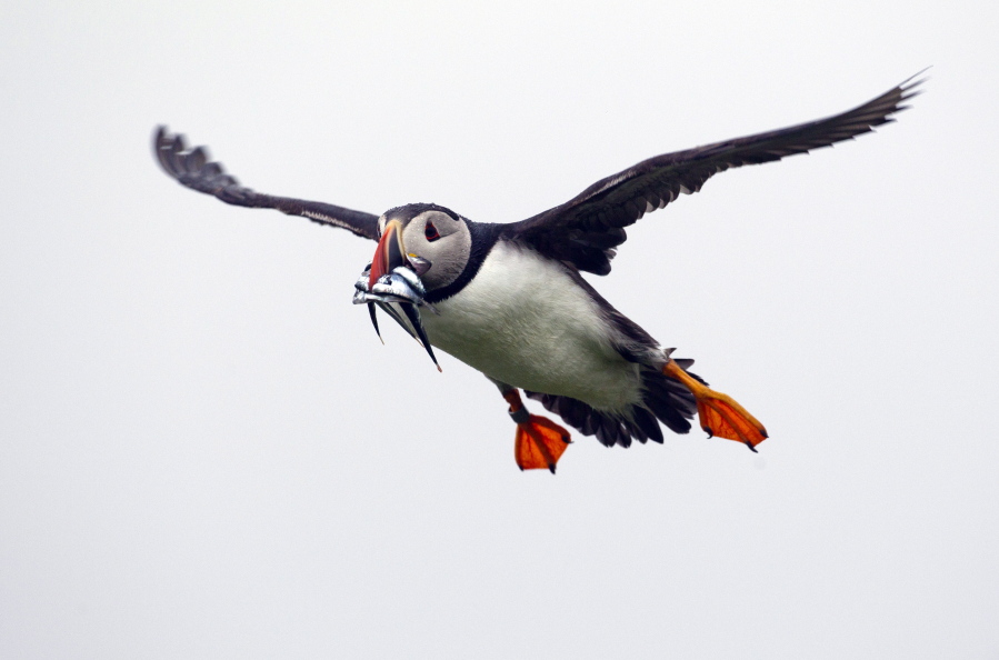 A puffin prepares to land with a bill full of fish on Eastern Egg Rock off the Maine coast.