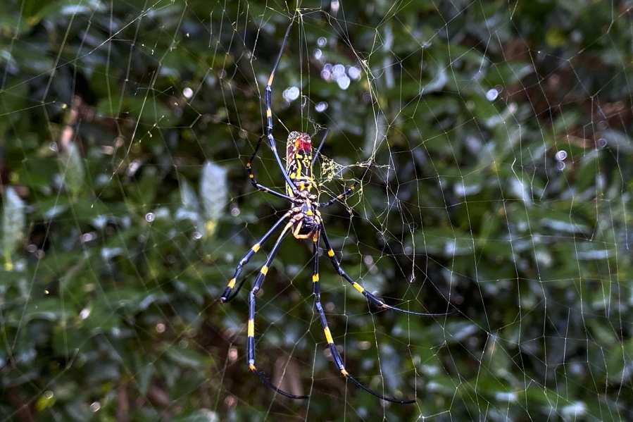 The joro spider, a large spider native to East Asia, is seen in Johns Creek, Ga., on Sunday, Oct. 24, 2021. The spider has spun its thick, golden web on power lines, porches and vegetable patches all over north Georgia this year - a proliferation that has driven some unnerved homeowners indoors and prompted a flood of anxious social media posts.