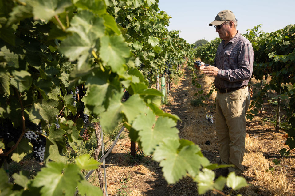 Dick Boushey, owner of Boushey Vineyards in the Yakima Valley, harvests grapes on Aug, 31, 2021. Boushey has been growing wine grapes in Yakima and Benton counties for more than 40 years. (Matt M.