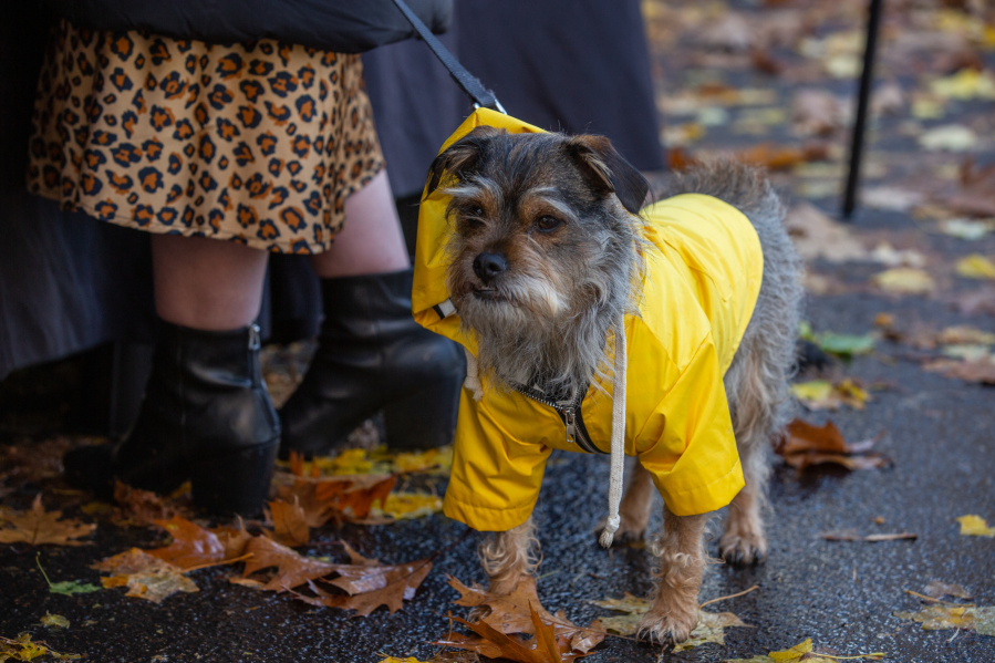 Yogi, a therapy dog dressed for the rain, takes in the view Saturday at the Vancouver Farmers Market. Hannah Tullar, Yogi's owner, said he doesn't often get to be around so many people.