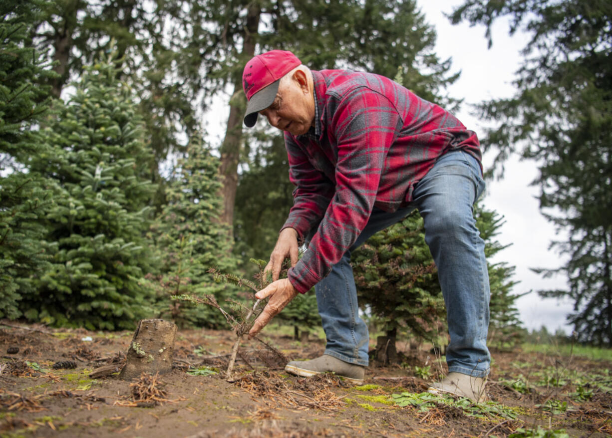 Bruce Wiseman examines a sapling that was burned by the 2021 heat wave at his Christmas tree farm near Ridgefield. Wiseman said he thought this particular sapling might survive and grow into a full tree.