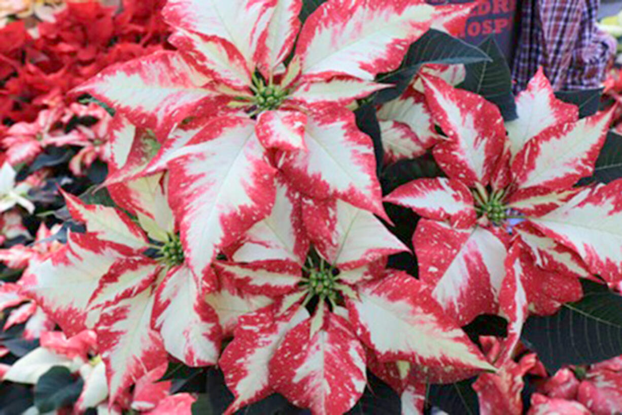This is one of the newest colors of poinsettia.