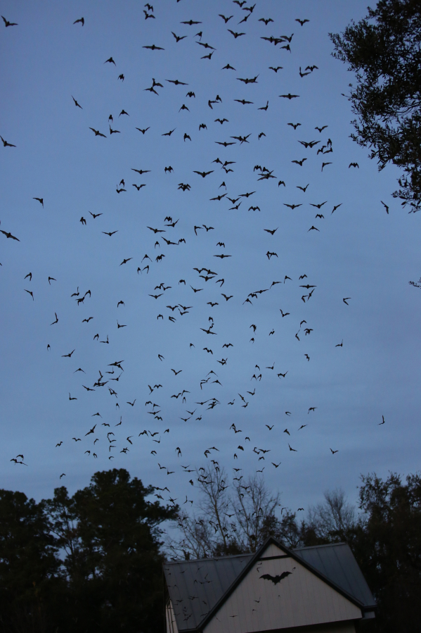 Thousands of bats fly out from a bat house at dusk, at the University of Florida. Bats pose the biggest rabies threat in the U.S., according to the Centers for Disease Control and Prevention.