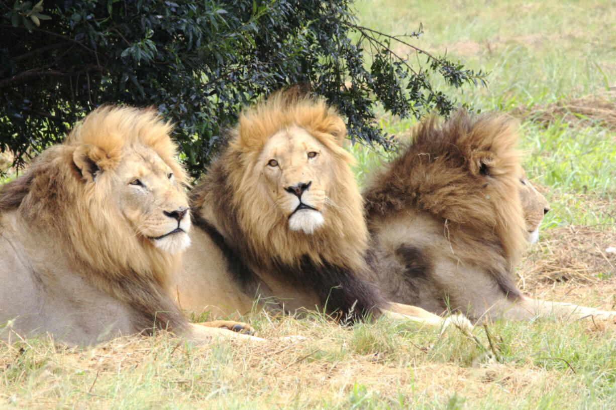 All 11 of the African lions living at the Denver Zoo have tested positive for COVID-19.