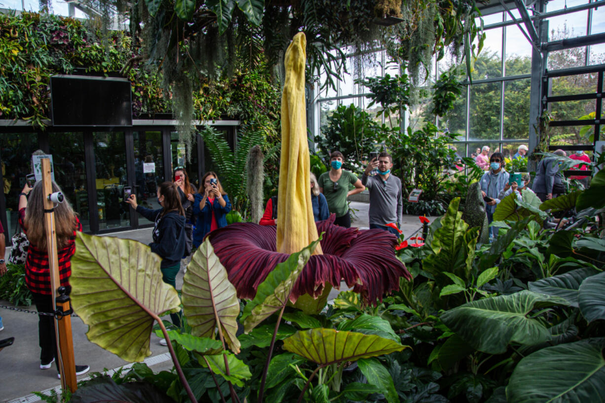 The rare Amorphophallus titanum -- better known as the corpse plant -- bloomed on Halloween evening, Oct. 31, 2021 at the San Diego Botanic Garden for the first time since 2018 in Encinitas, California. Thousands of spectators are expected to witness the bloom that only lasts 48 hours.