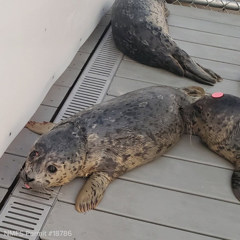 The second of two rescued harbor seals was released Wednesday at Seafarer’s Memorial Park in Anacortes. The Veterinary Specialty Center of Seattle performed eye surgeries on both seals, which were found abandoned with severe upper eyelid trauma.