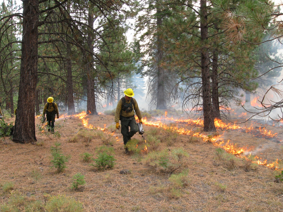 Crews conduct broadcast burning ??? in which an area of land is set alight to mimic naturally occurring wildfire ??? as part of a federal research project in a unit of the Goosenest Adaptive Management Area in Klamath National Forest in 2010.(U.S.