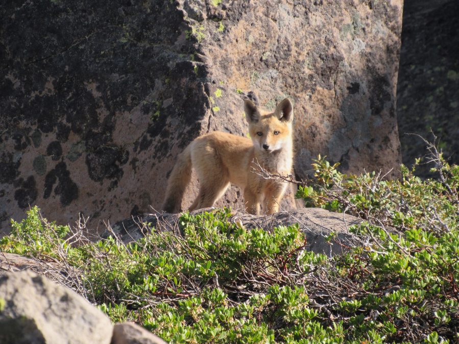 A Sierra Nevada red fox pup is seen in the Caribou Wilderness in June. The pup???s mother survived the massive Dixie fire when it passed through their territory in early August. The mountain foxes are one of the rarest mammals in North America.