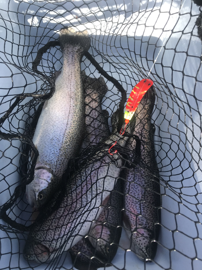 The rainbow trout stocked out by the state for the Black Friday fishery run much larger than the average trout stocked out in spring and summer. The fish average a pound and a half, and can run to three pounds.