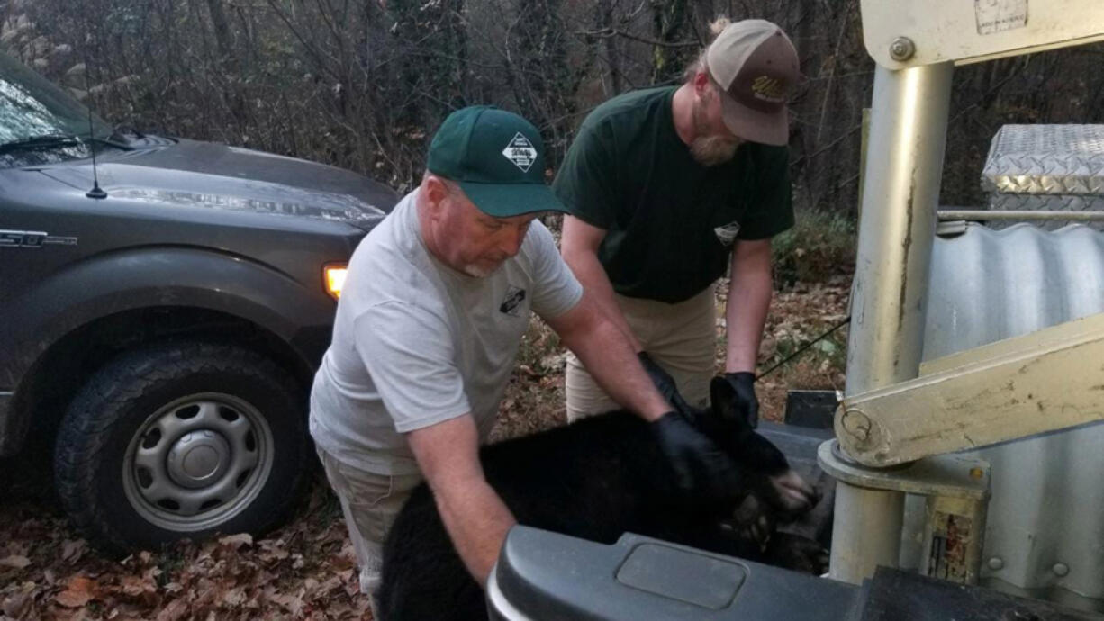 A bear cub wandering for days with a large jug stuck on its head has been rescued by North Carolina wildlife officials.