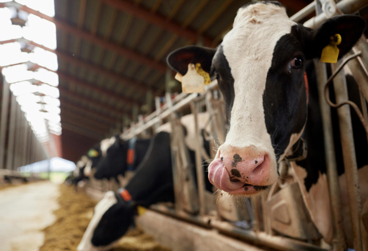 In the complicated business of energy markets, manure produced from a herd of 3,000 cows at Oakridge Dairy in Ellington, Connecticut will be transformed into gas sold in New Jersey.