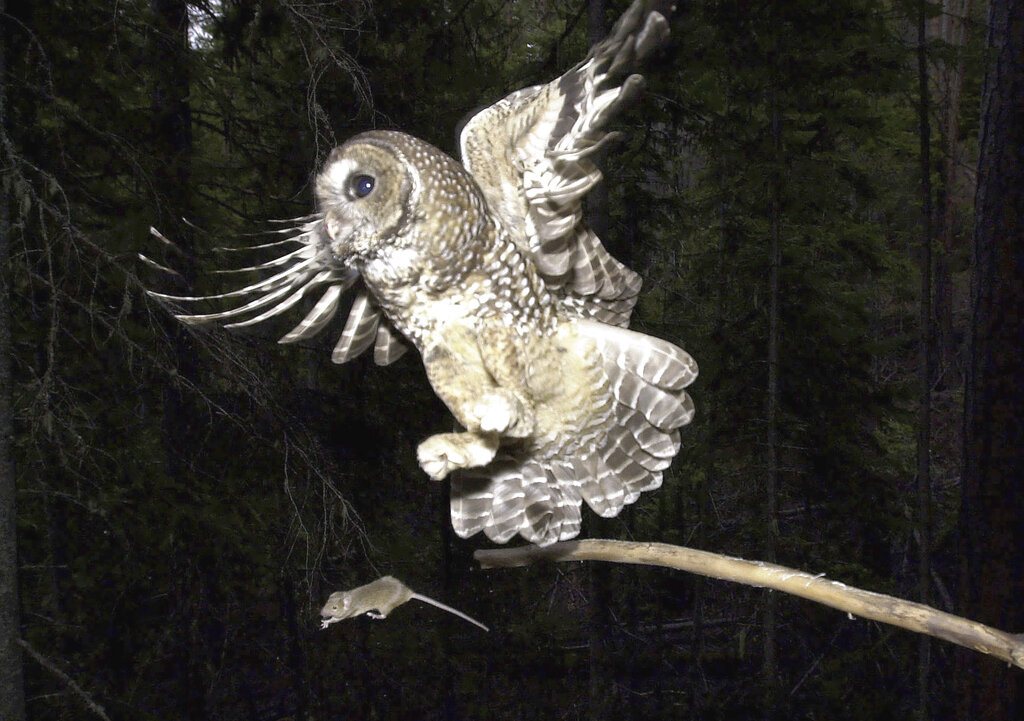 FILE - In this May 8, 2003, file photo, a Northern Spotted Owl flies after an elusive mouse jumping off the end of a stick in the Deschutes National Forest near Camp Sherman, Ore. The Trump administration has slashed more than 3 million acres of protected habitat for the northern spotted owl in Oregon, Washington and northern California, much of it in prime timber locations in Oregon's coastal ranges. Environmentalists are accusing the U.S. Fish and Wildlife Service under President Donald Trump of taking a "parting shot" at protections designed to help restore the threatened owl species.