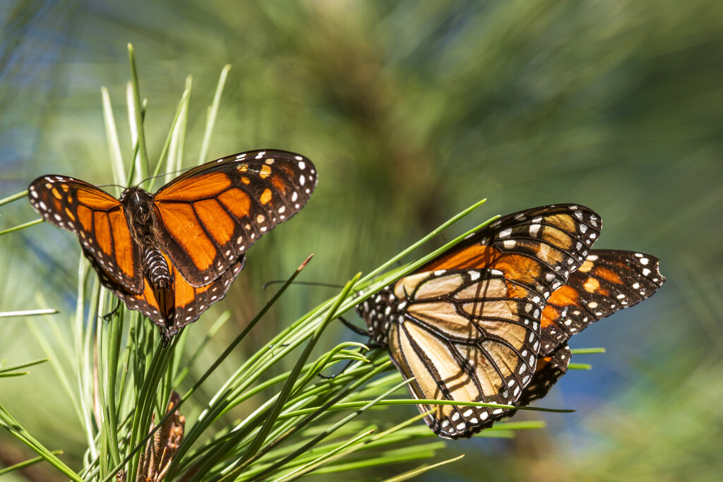 Butterflies land on branches at Monarch Grove Sanctuary in Pacific Grove, Calif., Wednesday, Nov. 10, 2021. The number of Western monarch butterflies wintering along California's central coast is bouncing back after the population reached an all-time low last year.